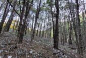 Campo de 320 Hectáreas – Aguas de Rio Nevado