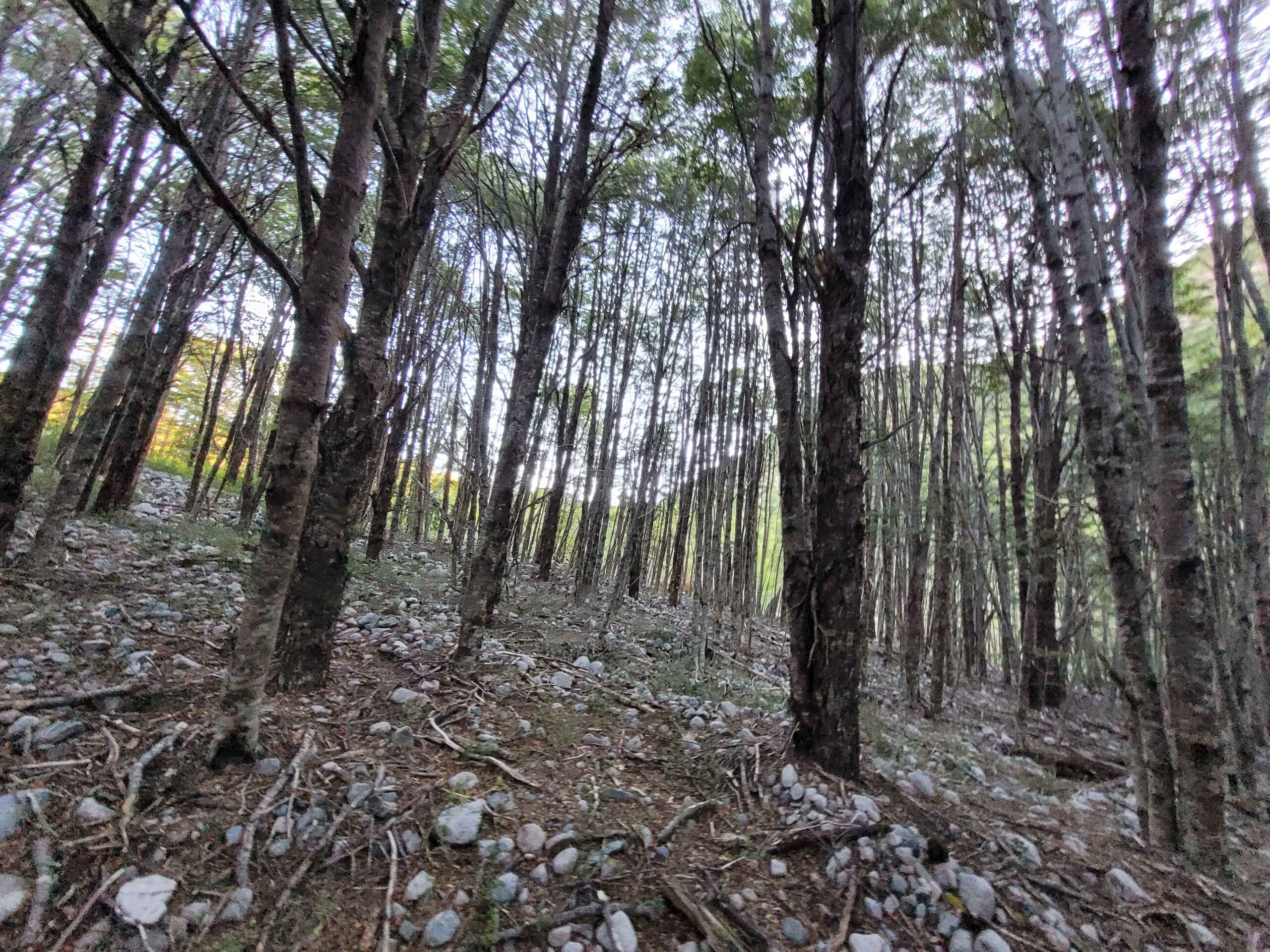 Campo de 320 Hectáreas – Aguas de Rio Nevado